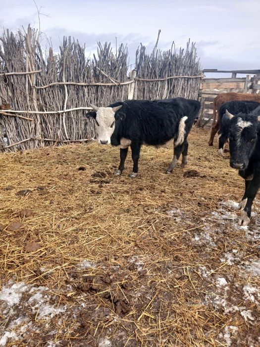 Бұқа бұқашалар Быки