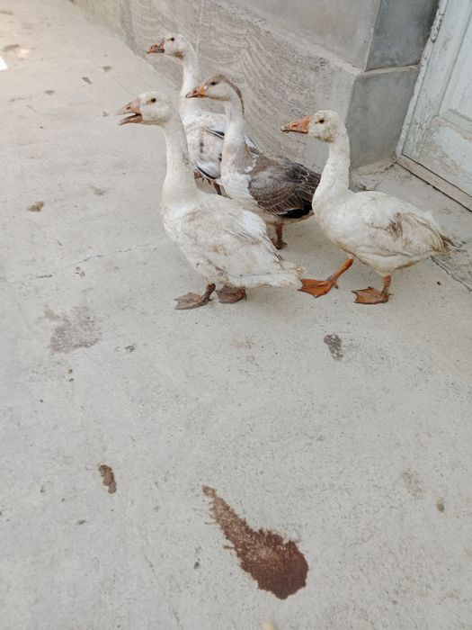 Gʻozlar sotilad yahshi damashniy gʻoz