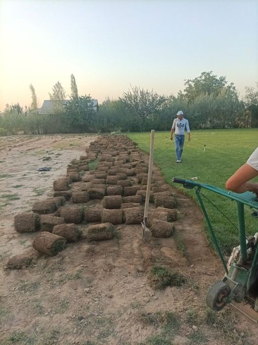 Самарканд тайор газонбор