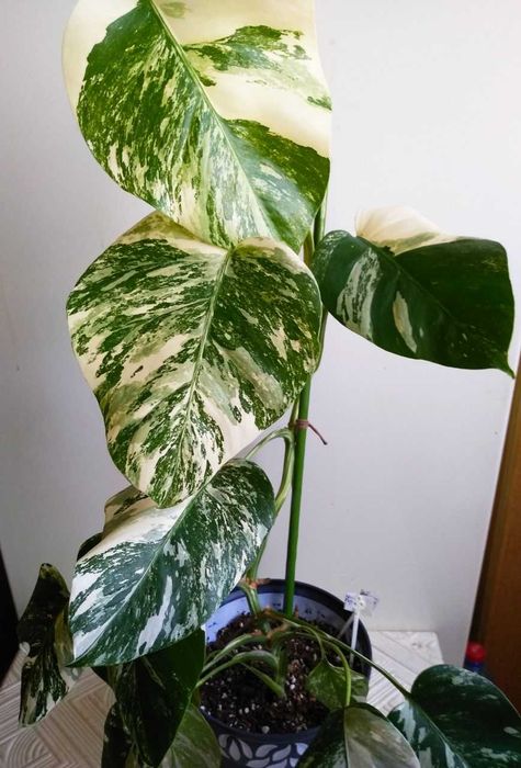 Монстера Альба - молодое растение для офиса и дома