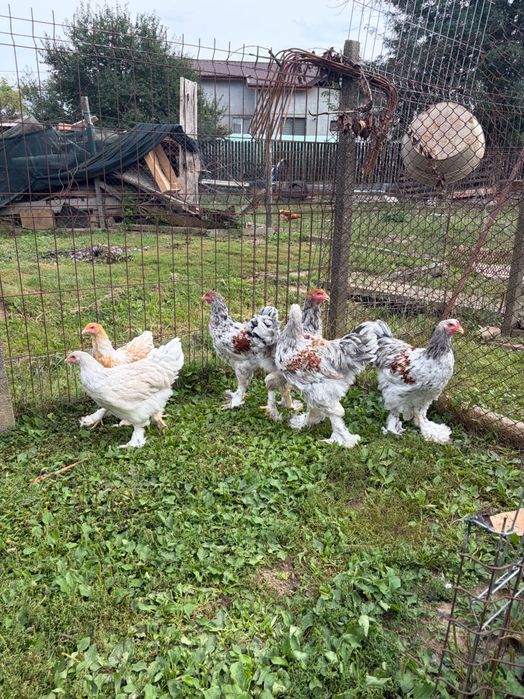 Brahma rotgesattelt