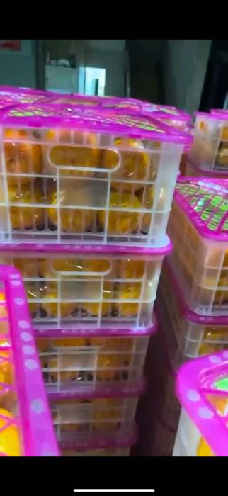 Мандарины свежие с китая