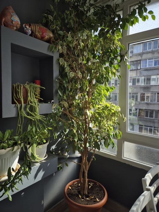 Фикус Бенджамин 220 см