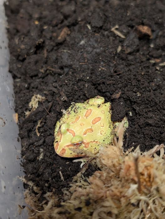 Broasca Pacman Frog
