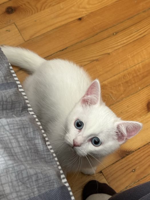 Мушук срочна хадияга берилади