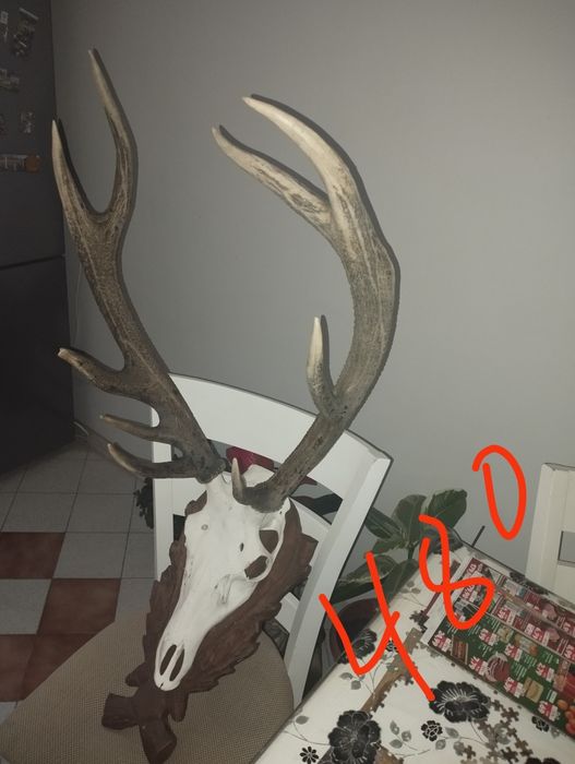 Красиви трофейи от елени