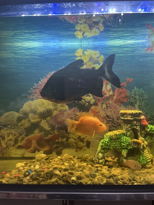 Akvarium baliqlari sotiladi