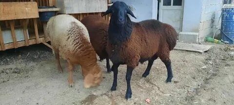 Qassob xizmati 24/7 QoCHQoRlar  bor olib borib  SOYIB BERAMUZ