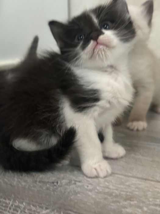Отдам котят в добрые руки
