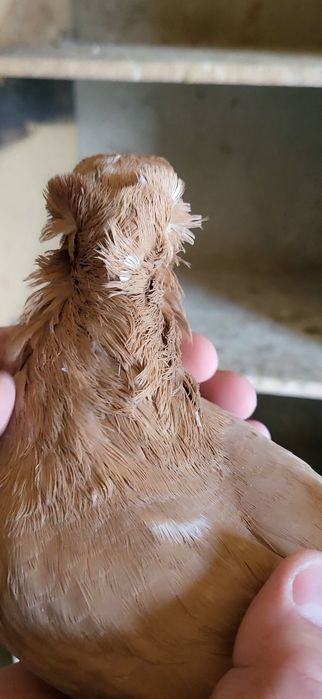 Голуби голубь...