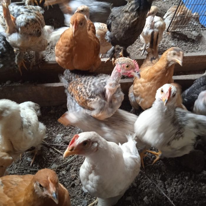 Продам цыплят 3 месяца