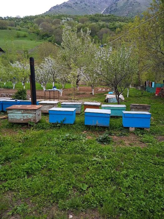 продаётся Дом в Бостанлыкском районе село Испай
