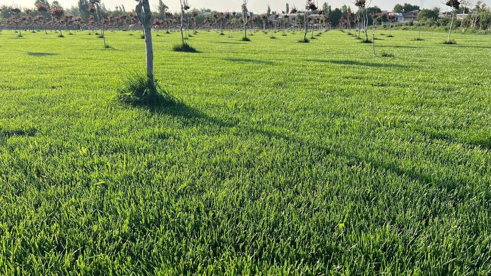 Газоны рулонные Дания.³³. Ландшафтный дизайн