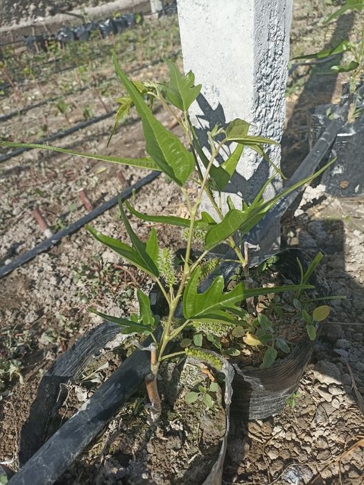 Noyob tut ko'chatlari — Gerardi Dwarf va Chicken Claw