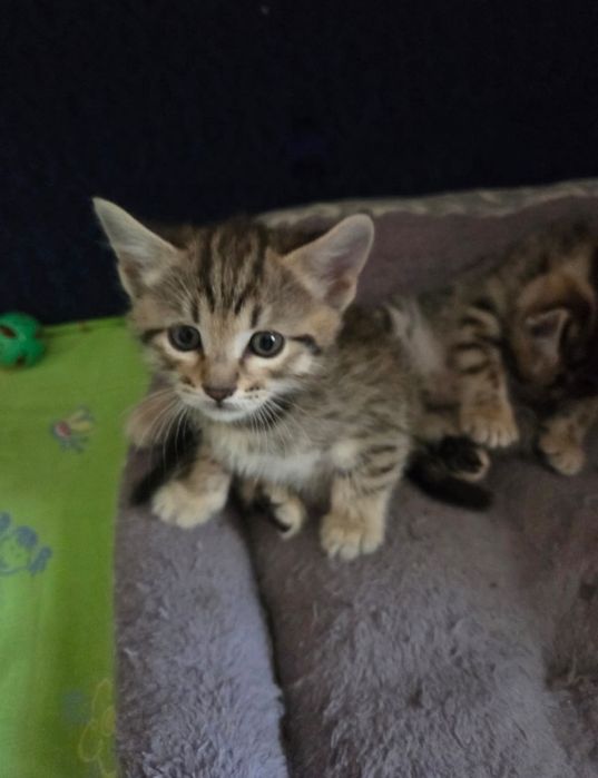 Котята  в добрые руки