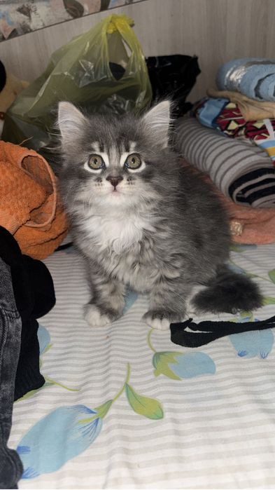 Отдам котенка девочка 2 мес
