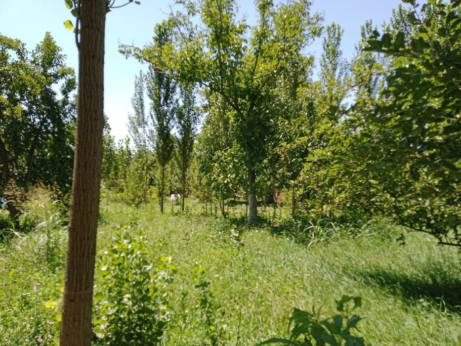 Uy hamda yer varıantga