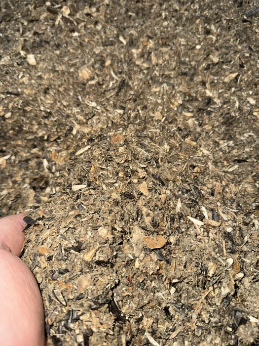 Vand goz /gozuri floarea Soarelui