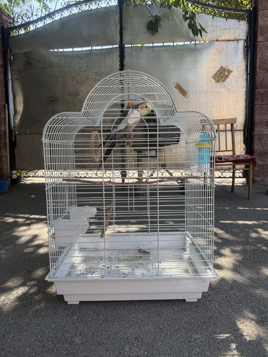 Продам попугая корелла