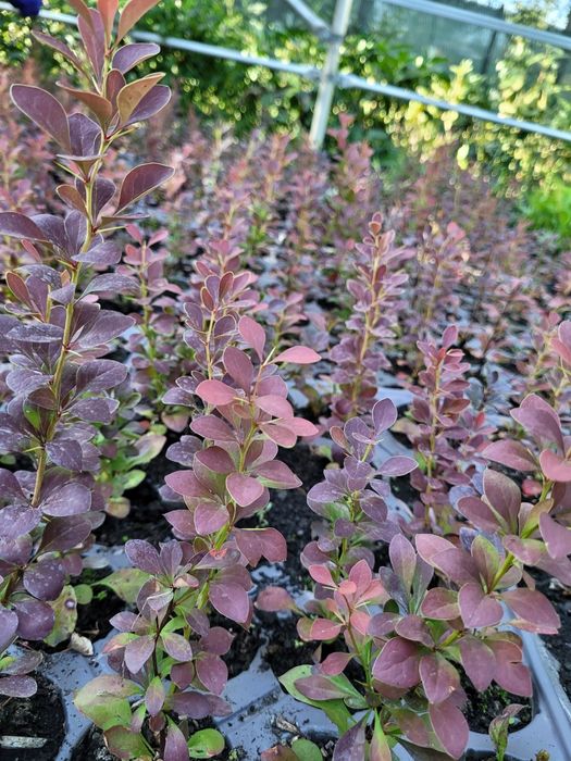 Berberis th. Red Rocket