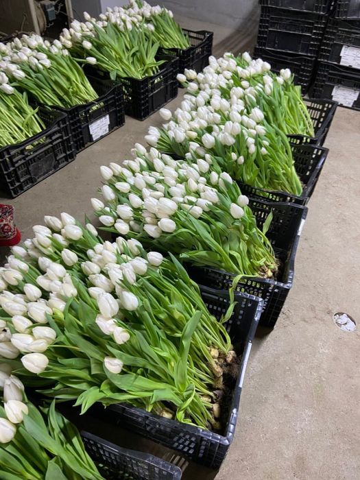 Тюльпаны оптом и в розницу