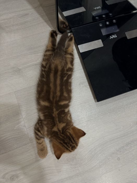 Скоттиш страйт мальчик