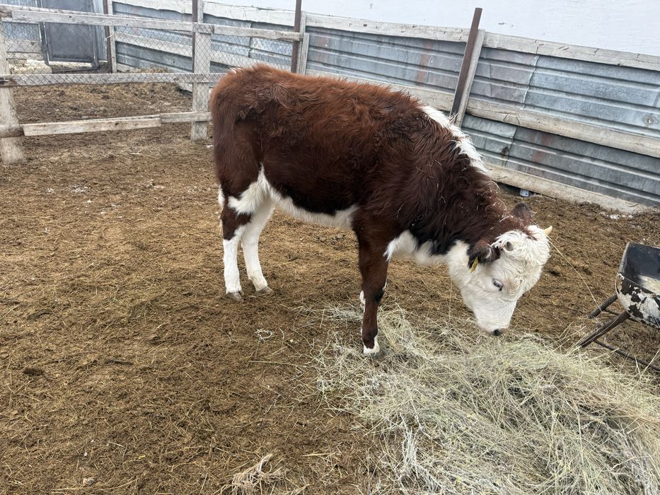 Қашар шығар семіз күйі жаксы семіз