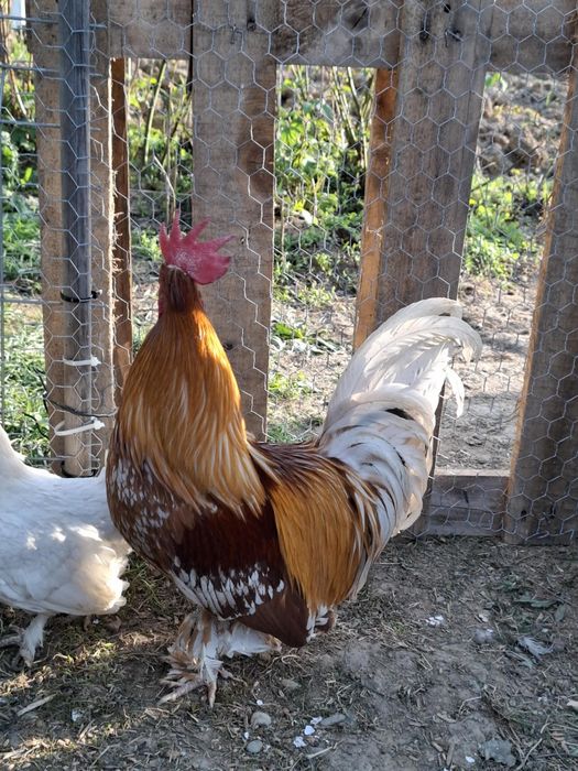 Vând un cocos pitic din linie  foarte bună