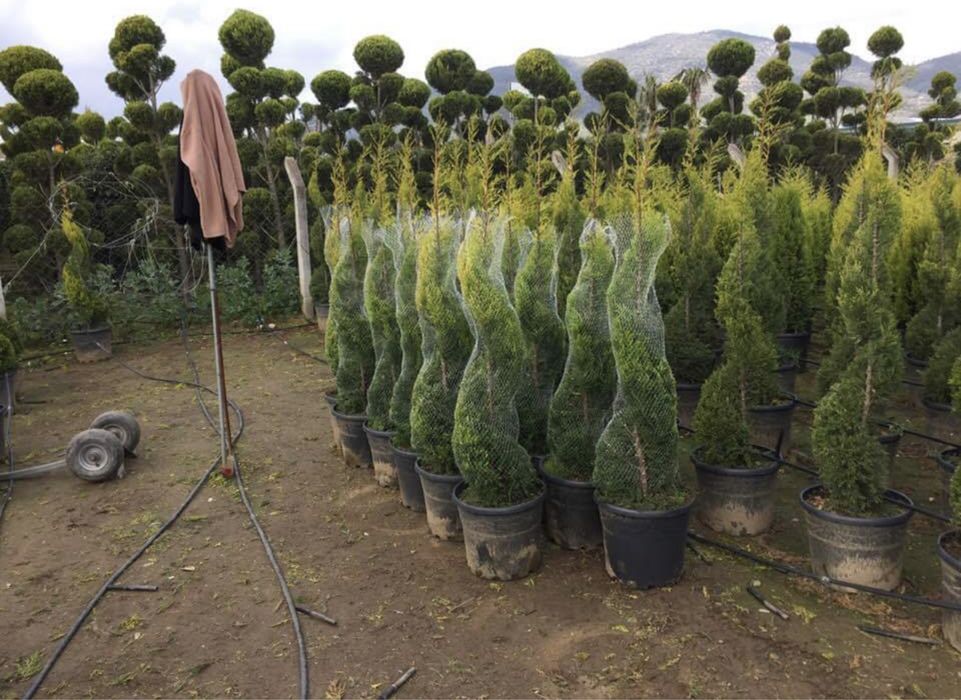 Amenajari gradini cu plante orice specie