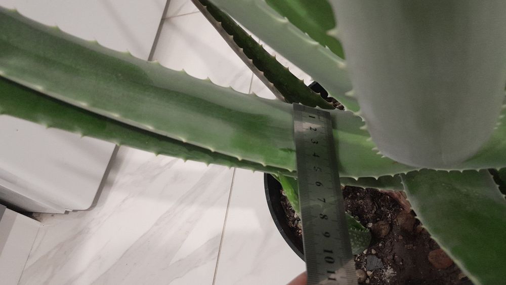 Комнатные растения район Ханшатыра