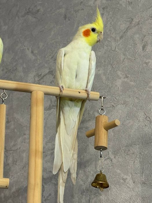 Попугай корелла с клеткой
