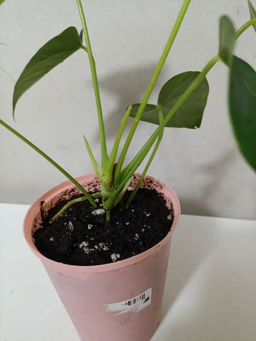 Антуриум Vanilla