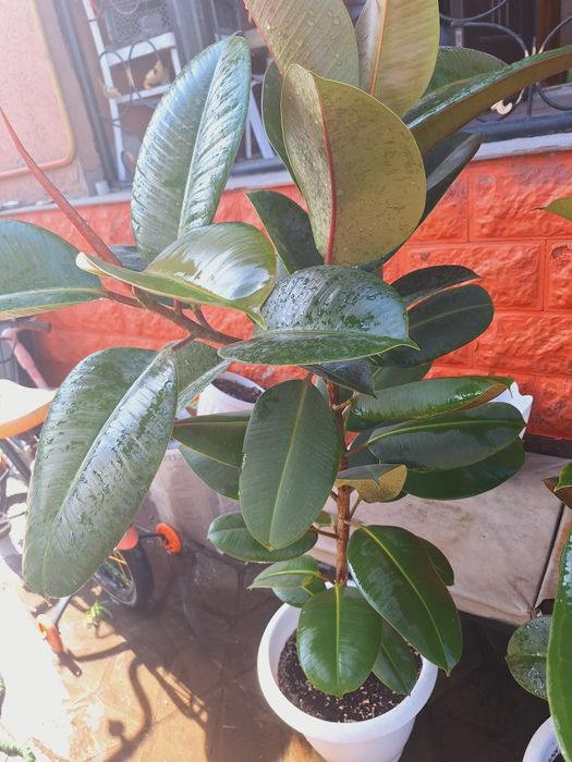 Цветы Фикус рабуста Акция декоротивный