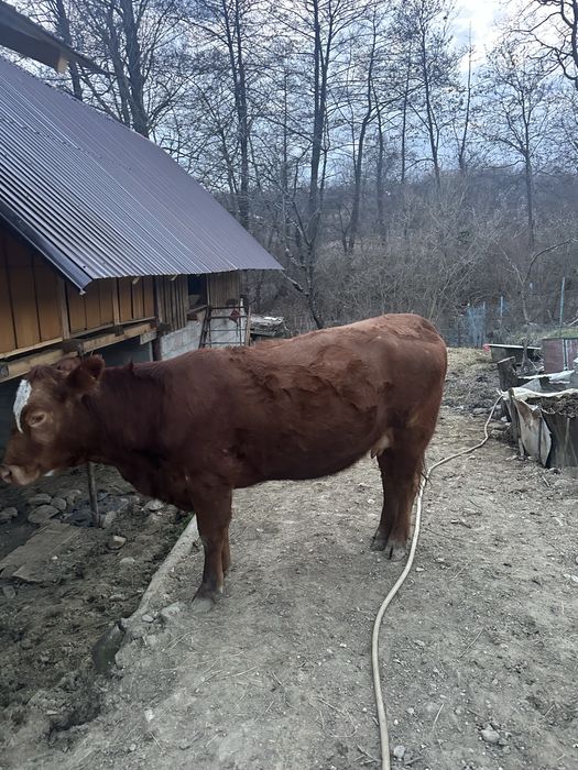 De vânzare Vacă Angus