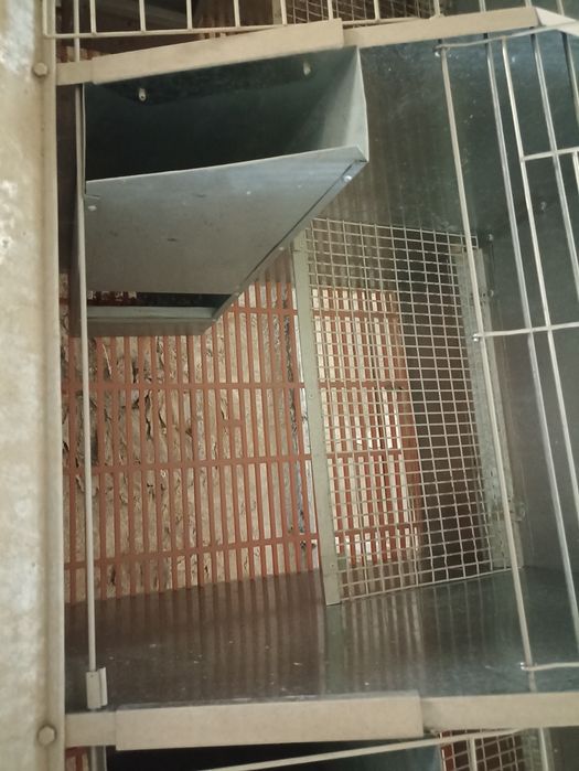 Куëнлар учун таййор 20 та тугиш учун клеткалар сотилади