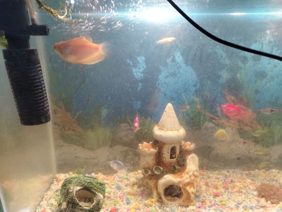 Аквариумные рыбы