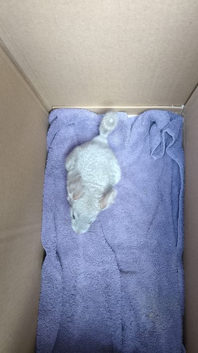 Pui chinchilla, chinchila, sinsila bej și gri