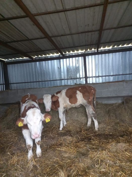 Vând vitei intarcati