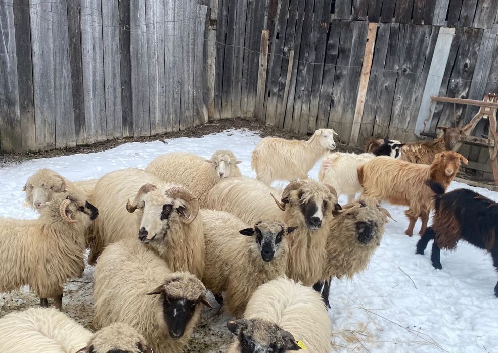 De vânzare doi berbeci și 5 capre