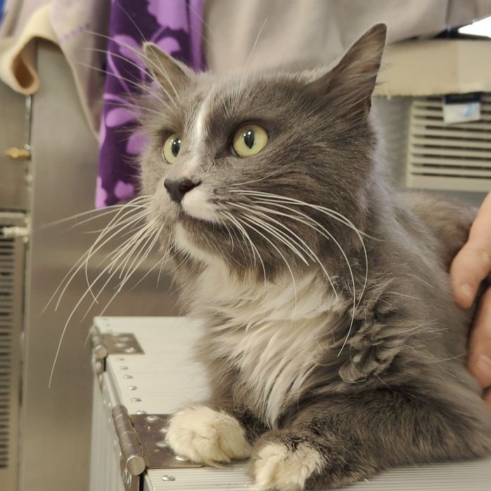 В добрые руки красивая кошка по кличке Стрелка