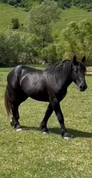 Vand manz Percheron ,3 ani,acte de Franta