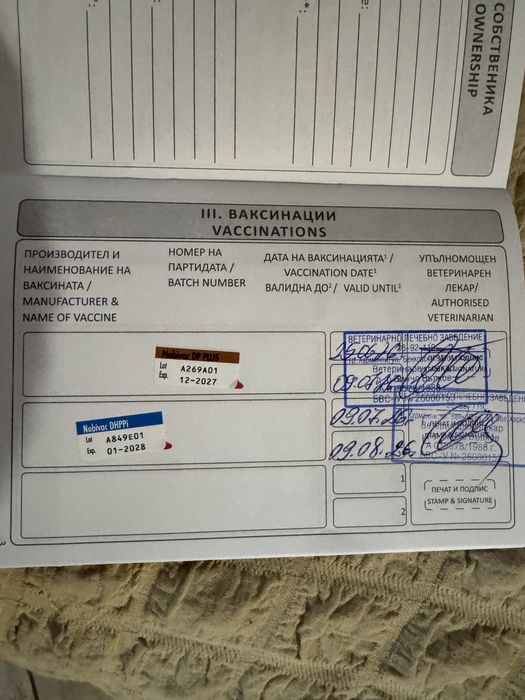 Кавалер Кинг Чарлз.