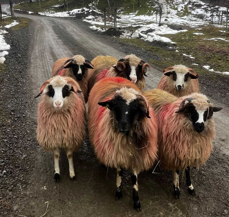 Berbecuț miele breze