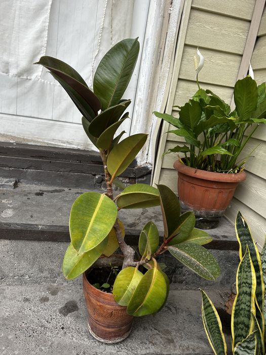 Комнатные растения