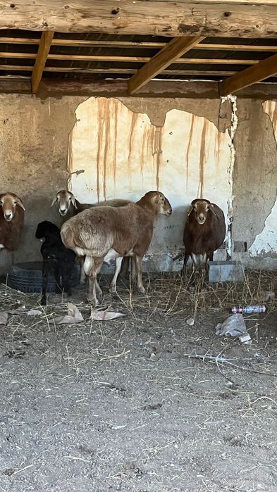 Кошкар порода жаксы 3 жасар