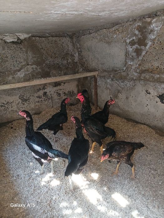 Kulangi bolalari sotiladi