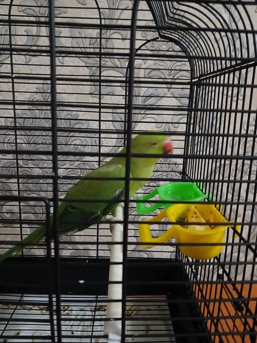 Попугай Ожериловый. Сотилади