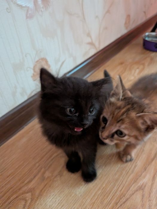 Котята, отдам в добрые руки