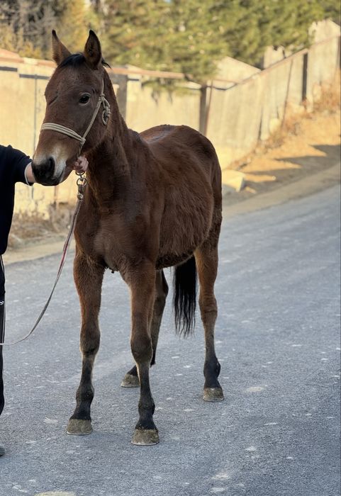 Продается кобылка