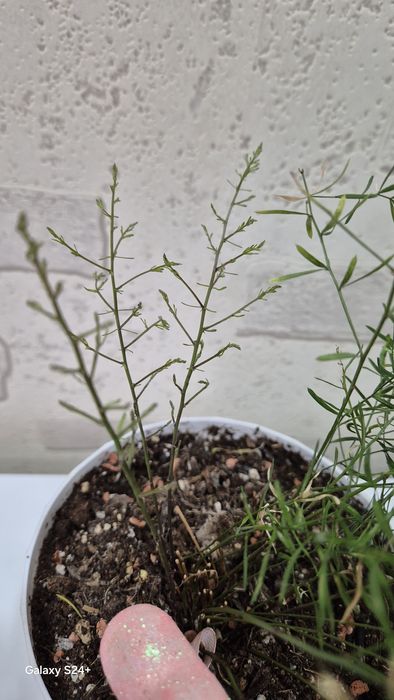 Аспарагус Шпренгера